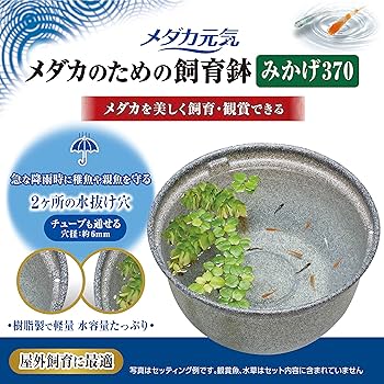 Amazon | ジェックス GEX メダカ元気 メダカのための飼育鉢 みかげ 370